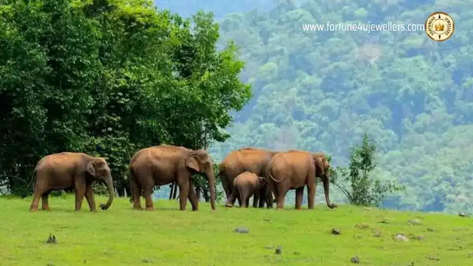 Wayanad forest elephants, Wayanad
